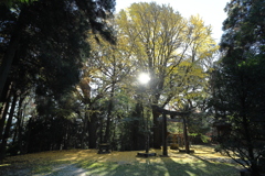 秋月の紅葉２０２１　その１０