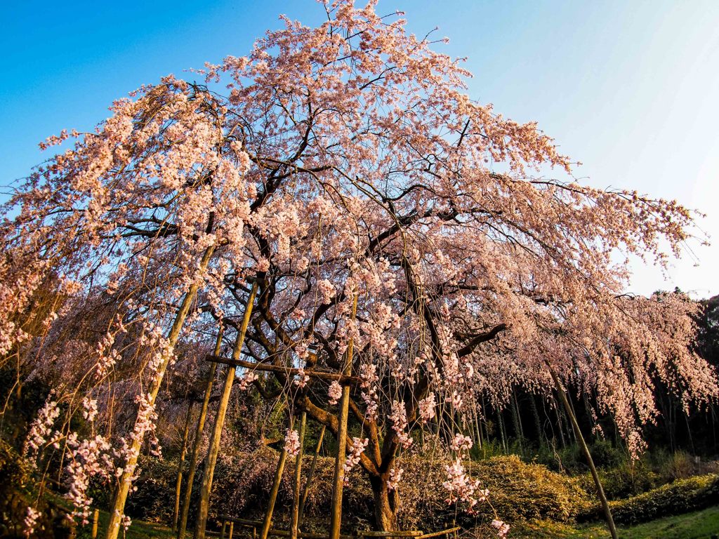 田ノ頭郷の枝垂桜