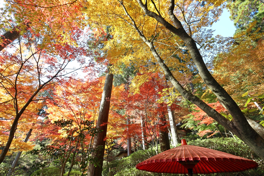 大興善寺紅葉２０２１　その３