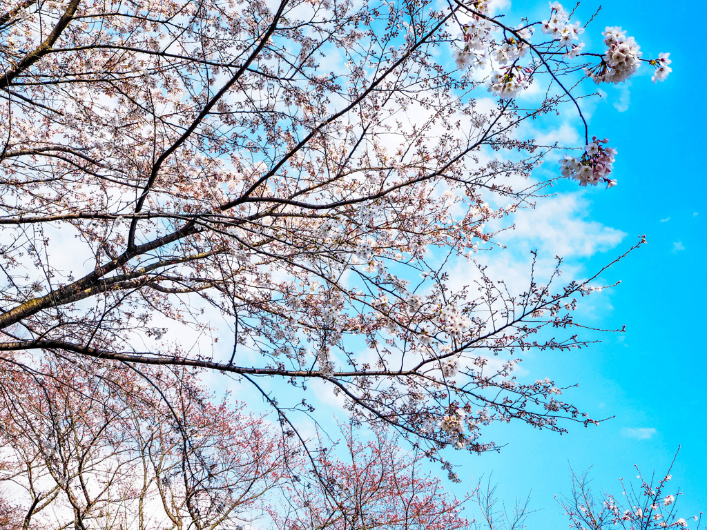 太宰府政庁跡の桜６