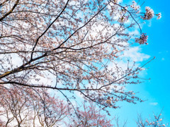 太宰府政庁跡の桜６