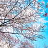 太宰府政庁跡の桜６