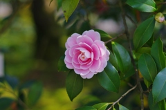 久留米　石橋文化センターの花　