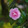 久留米　石橋文化センターの花　