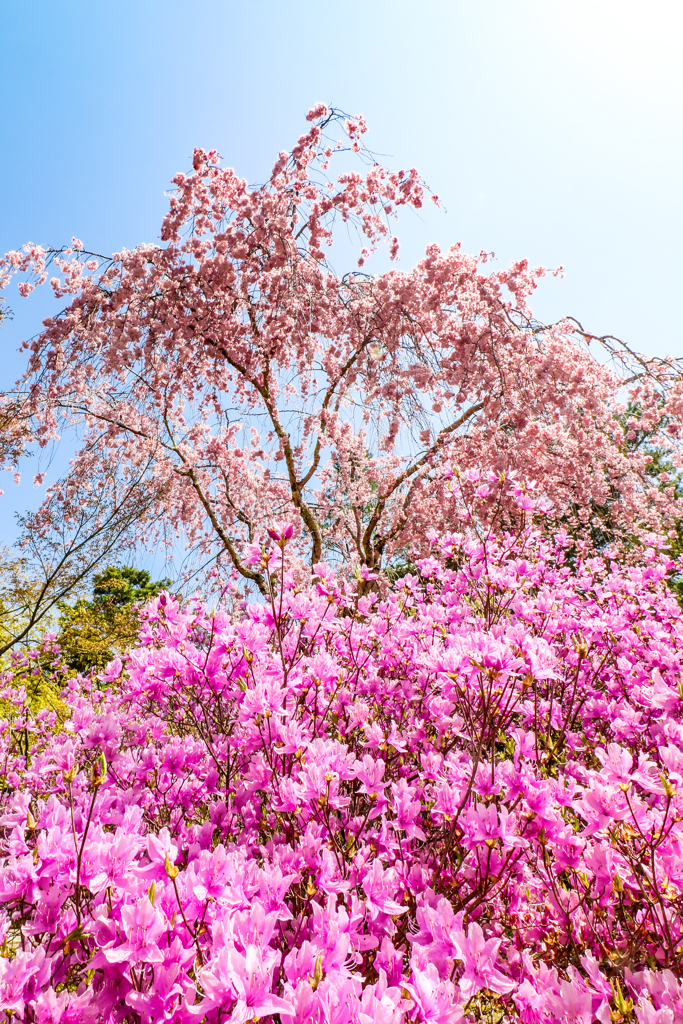 御室仁和寺花盛り