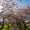 うきは流川桜並木　その７
