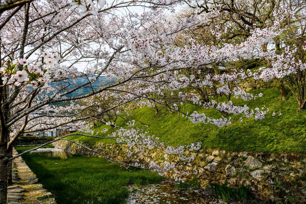 秋月の桜２０１８　その３