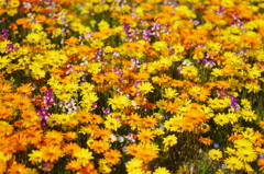 久留米　石橋文化センターの花　