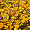久留米　石橋文化センターの花　
