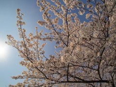 太宰府政庁跡の桜