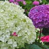 紫陽花その８