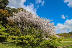 大宰府政庁跡の桜満開２０２０　その８