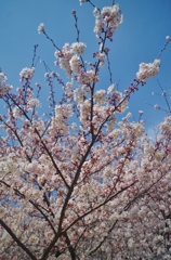 太宰府政庁跡の桜　４