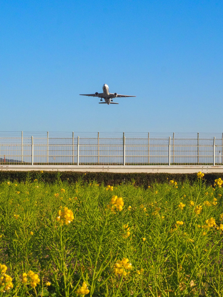 福岡空港近くの菜の花２
