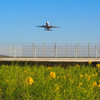福岡空港近くの菜の花２