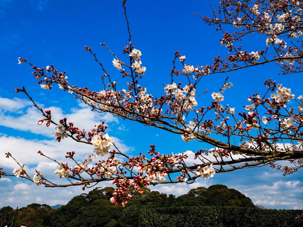 太宰府政庁跡の桜３