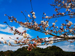 太宰府政庁跡の桜３