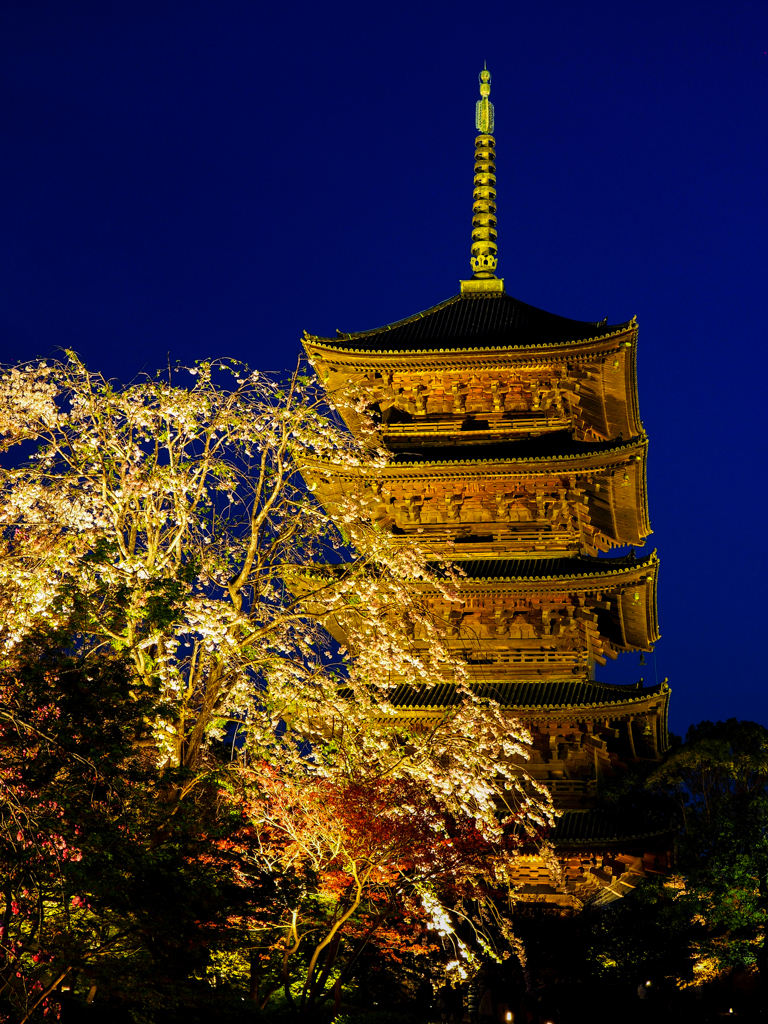 京都　東寺　ライトアップ　２