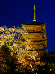 京都　東寺　ライトアップ　２