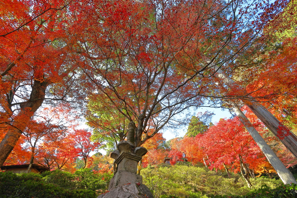 大興善寺紅葉２０２１　その２