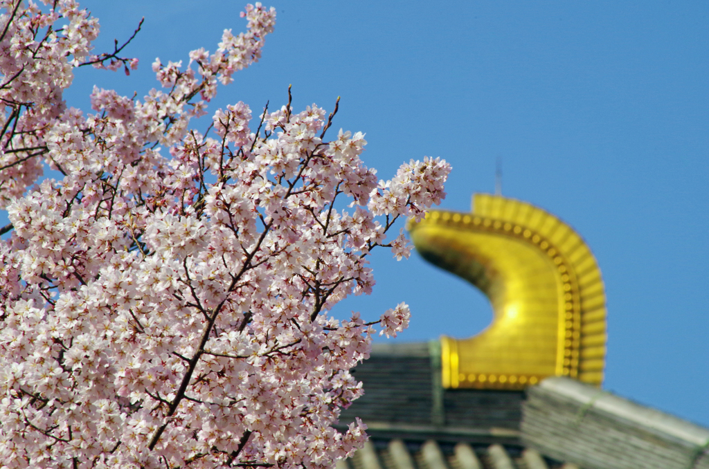 東大寺の桜２