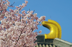 東大寺の桜２