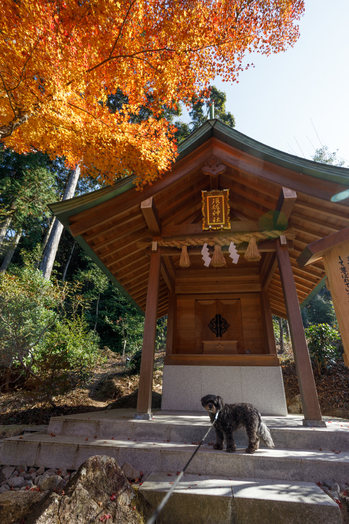 竈門神社の紅葉２０２１　その３