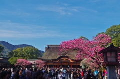 太宰府天満宮の梅　１