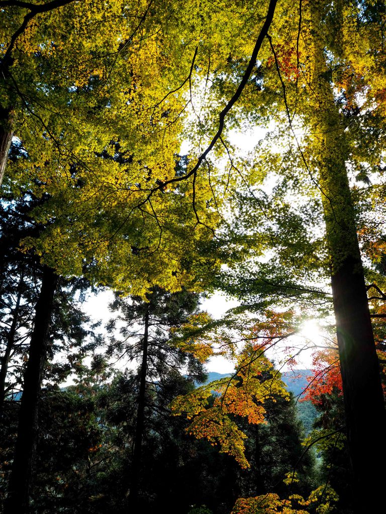 大興善寺の紅葉２