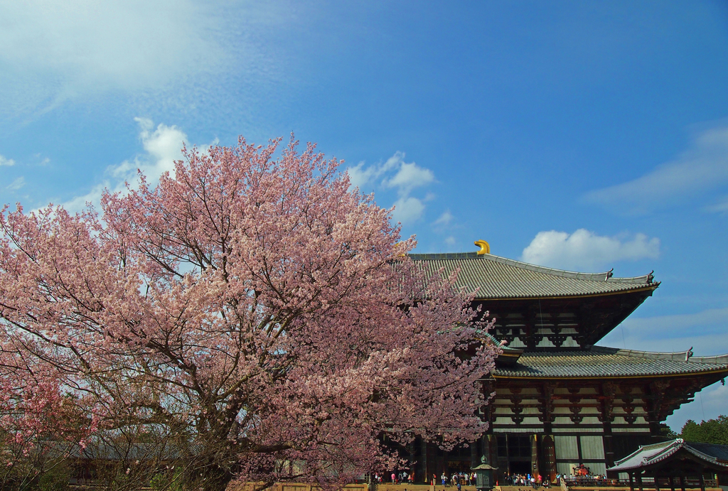 東大寺の桜１
