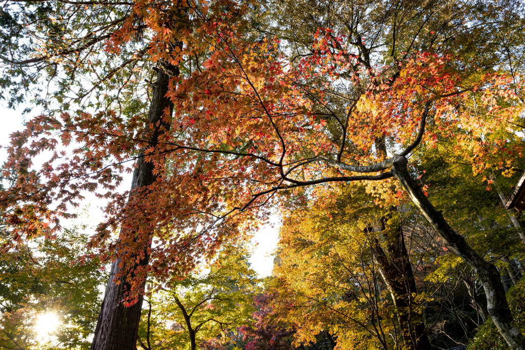 大興善寺の紅葉２０２０　その５