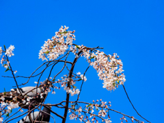 嵐山の桜１