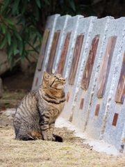 ロックオン　尾道のネコ