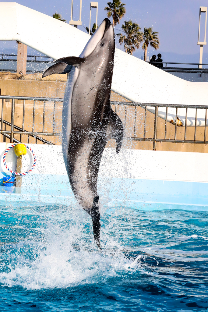 イルカショーの定番
