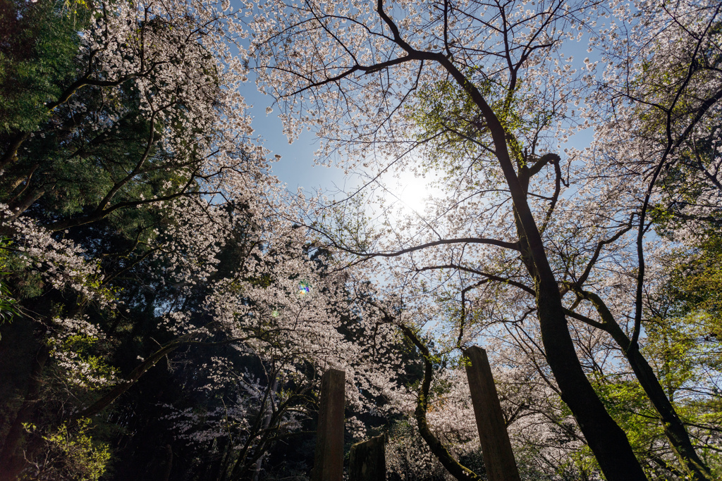 秋月の桜2023#1