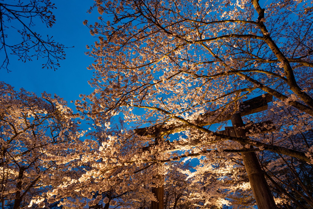 竈門神社の桜２０２３＃２
