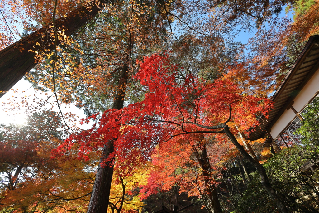 大興善寺紅葉２０２１　その７