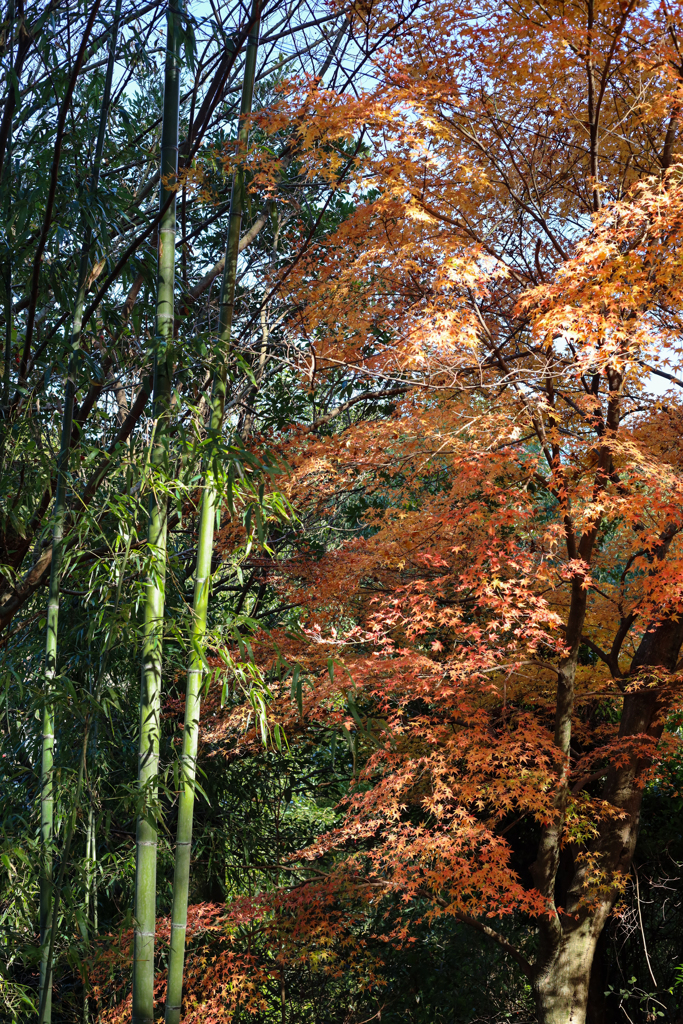 秋月の紅葉２０１９その１