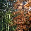 秋月の紅葉２０１９その１