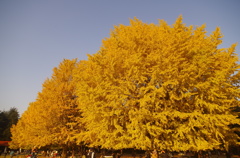 光が丘公園の黄葉