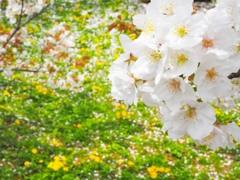 御室桜と菜の花　２