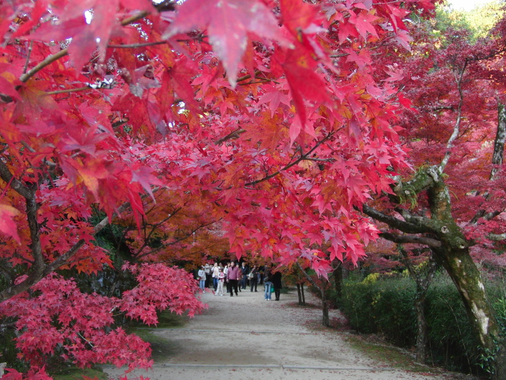 九年庵の紅葉１