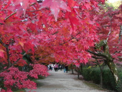 九年庵の紅葉１