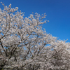 大宰府政庁跡の桜満開２０２０　その１