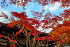 呑山観音寺の紅葉４