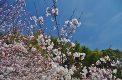 太宰府政庁跡の桜　７