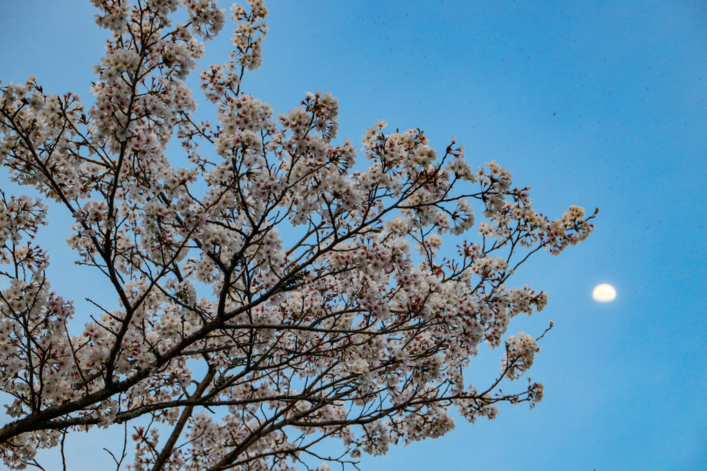 甘木公園の桜２０２０　その２