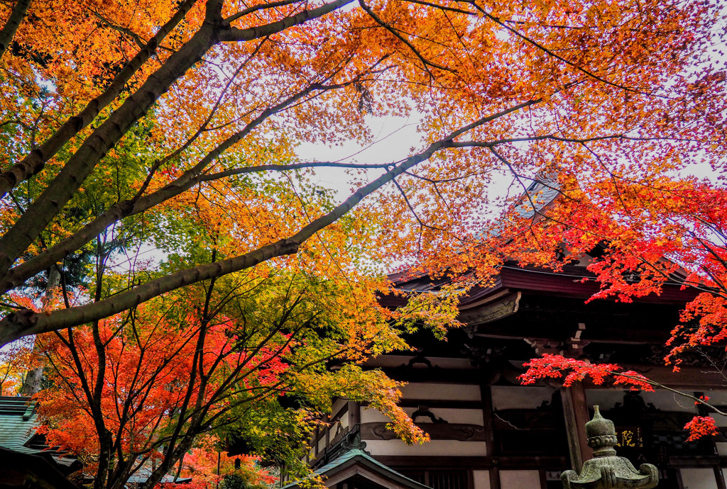 呑山観音寺の紅葉１