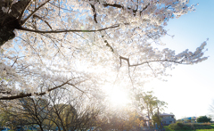 坂本八幡宮と桜