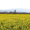 菜の花の先は原鶴温泉